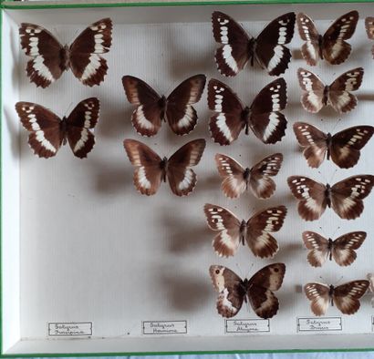 Boîte entomologique vitrée comprenant 19...