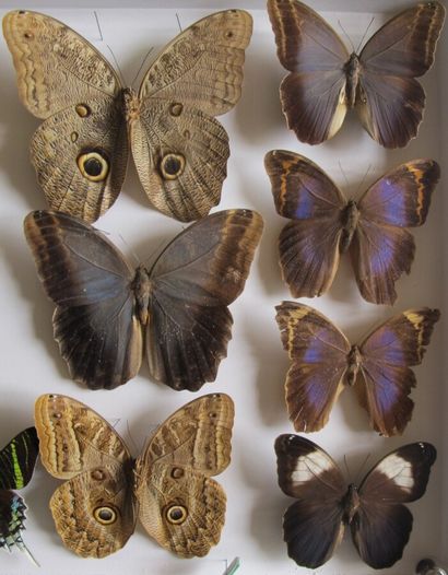 Grande boîte entomologique vitrée comprenant...