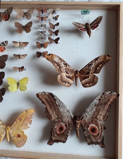 Large glass entomological box with more than...