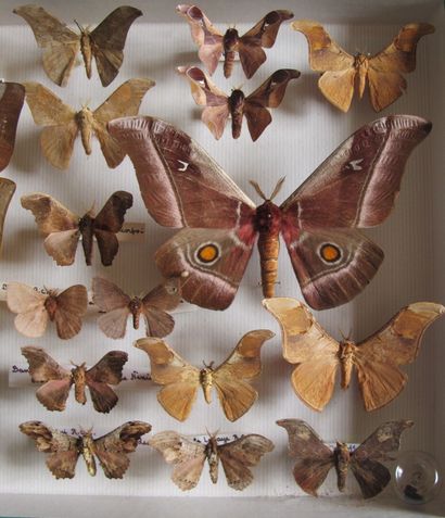 Boîte entomologique vitrée comprenant 25...