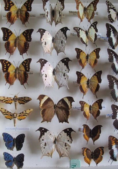 Grande boîte entomologique vitrée comprenant...