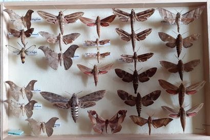 Boîte entomologique vitrée comprenant 26...