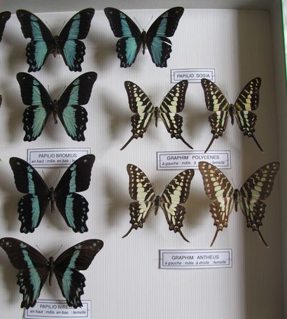 Grande boîte entomologique vitrée comprenant...