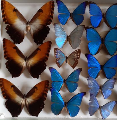 Grande boîte entomologique vitrée comprenant...
