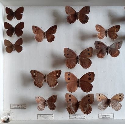 Entomological glass box containing 19 specimens...