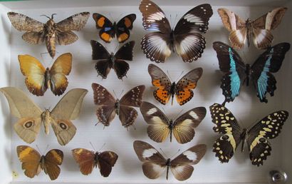 Boîte entomologique vitrée comprenant 15...