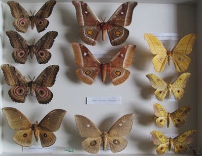 Large glass entomological box containing...
