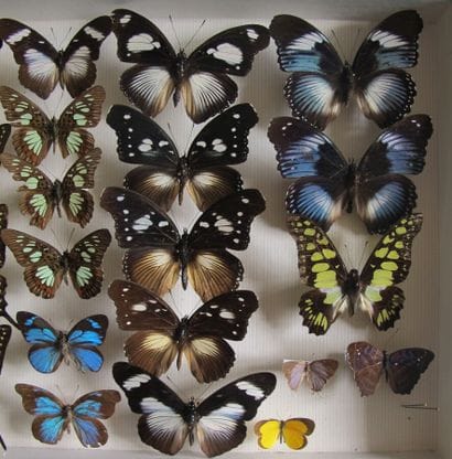 Glass entomological box containing 25 specimens...