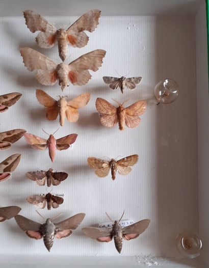 Boîte entomologique vitrée comprenant 26...