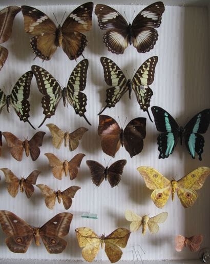 Grande boîte entomologique vitrée comprenant...
