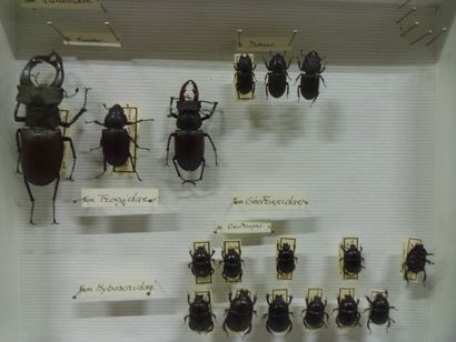 Boîte entomologique vitrée comprenant 46...