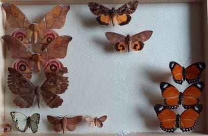 Glass entomological box containing 11 specimens...