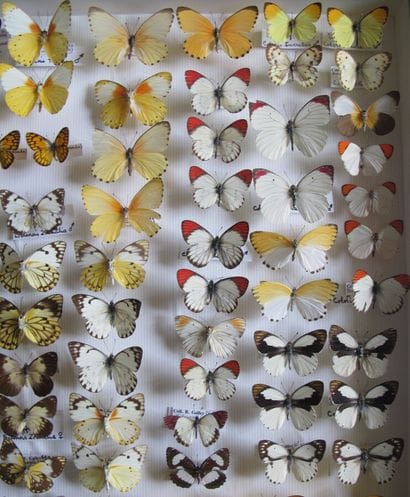 Large glass entomological box with more than...