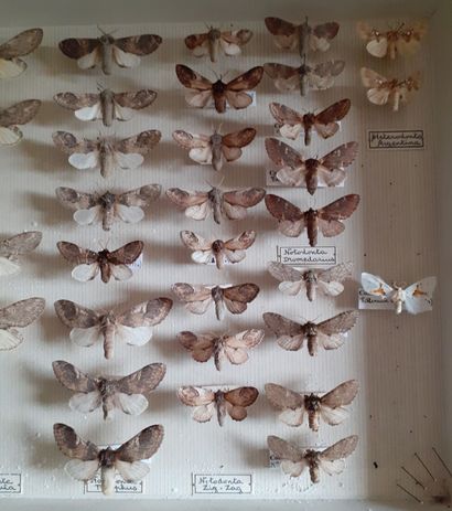 Boîte entomologique vitrée comprenant 46...