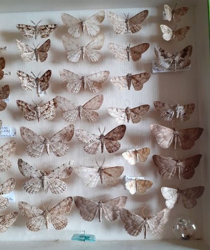 Boîte entomologique vitrée comprenant plus...