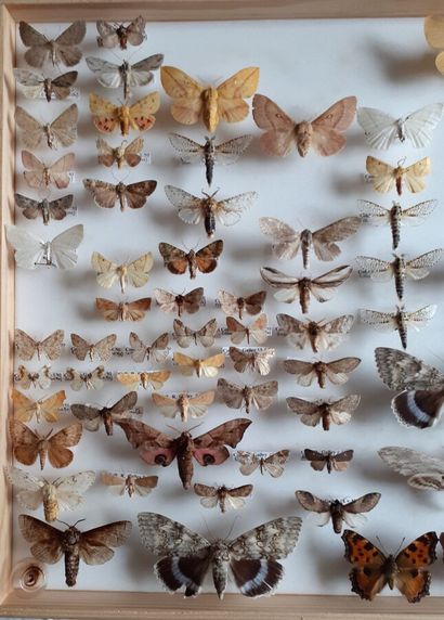 Grande boîte entomologique vitrée comprenant...