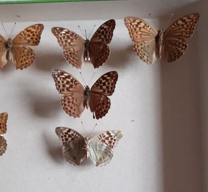 Boîte entomologique vitrée comprenant 16...