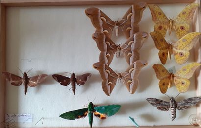 Boîte entomologique vitrée comprenant 10...