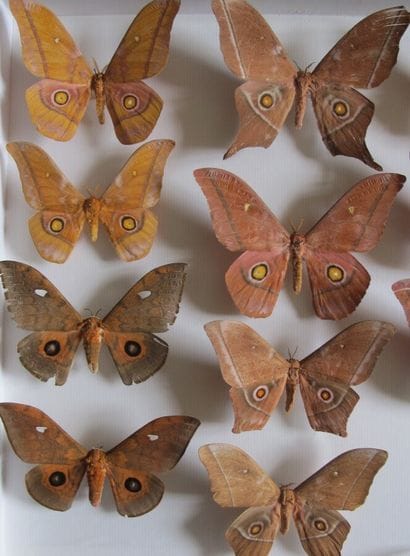 Grande boîte entomologique vitrée comprenant...