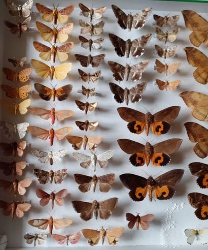 Grande boîte entomologique vitrée comprenant...