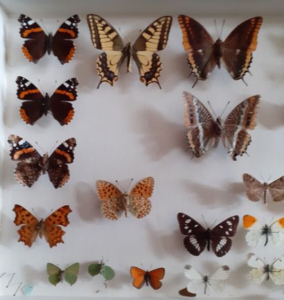 Boîte entomologique vitrée comprenant 25...