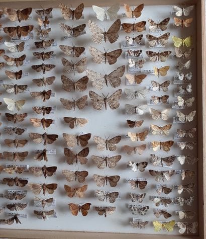 Large glass entomological box with more than...