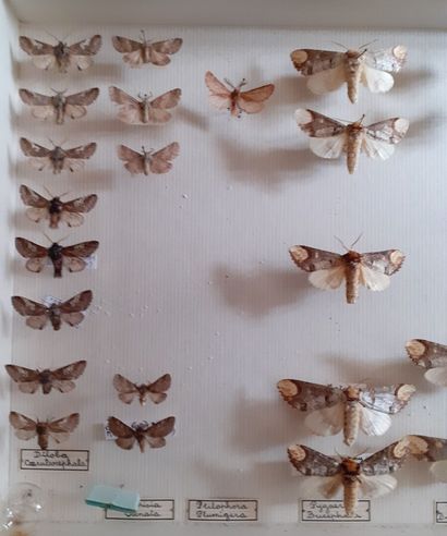 Boîte entomologique vitrée comprenant 42...