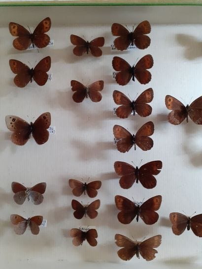 Glass entomological box containing 23 specimens...