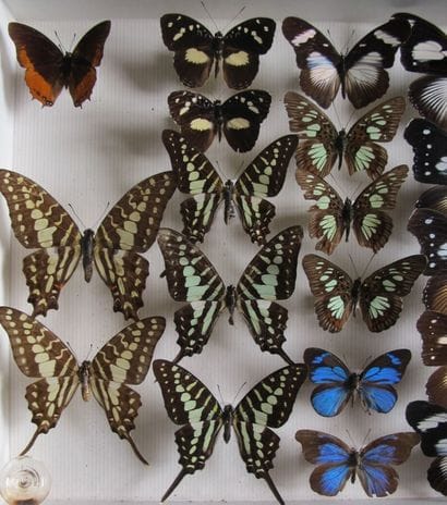 Glass entomological box containing 25 specimens...