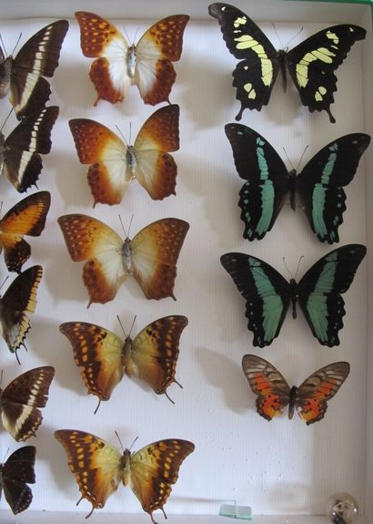 Grande boîte entomologique vitrée comprenant...