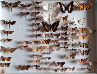 Grande boîte entomologique vitrée comprenant...