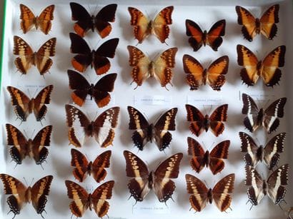 Grande boîte entomologique vitrée comprenant...