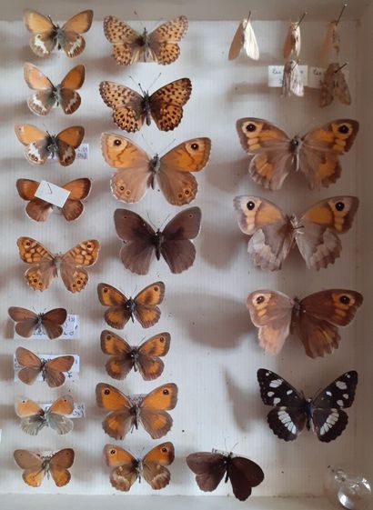 Boîte entomologique vitrée comprenant environ...