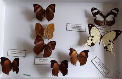 Boîte entomologique vitrée comprenant 8 spécimens...