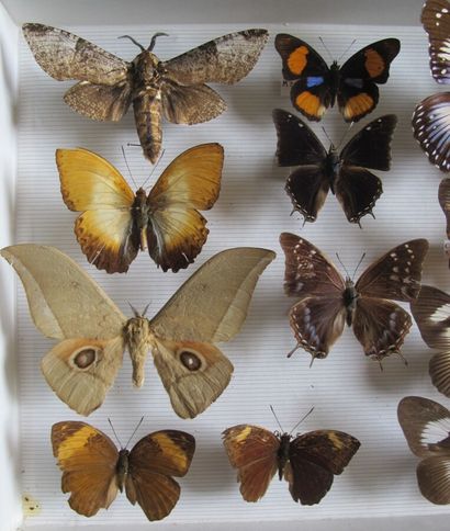 Boîte entomologique vitrée comprenant 15...