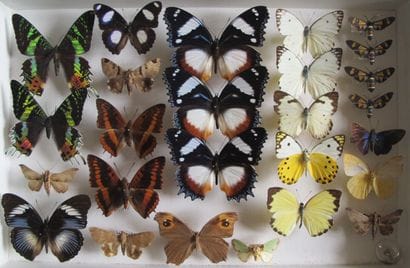 Glass entomological box containing 26 specimens...