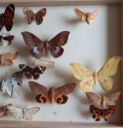 Boîte entomologique vitrée comprenant 18...