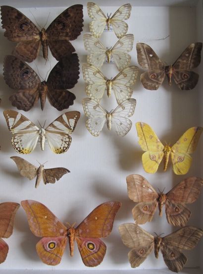 Grande boîte entomologique vitrée comprenant...