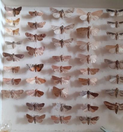 Entomological glass box containing more than...