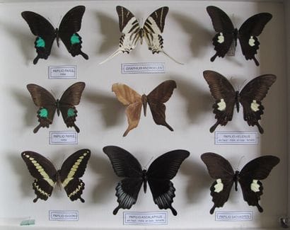 Large glass entomological box containing...