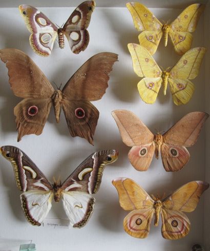 Grande boîte entomologique vitrée comprenant...