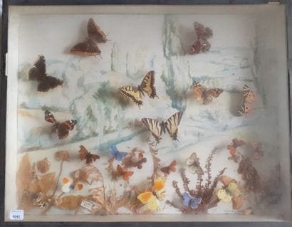 Entomological glass box with painted background...