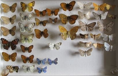 Glass entomological box with 40 specimens...