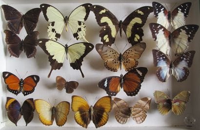 Boîte entomologique vitrée comprenant 16...