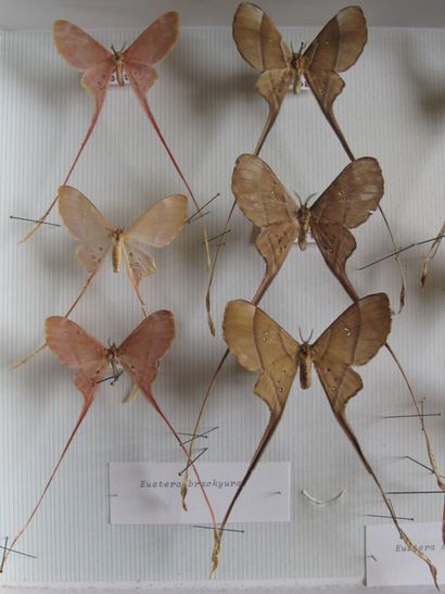 Boîte entomologique vitrée comprenant 12...