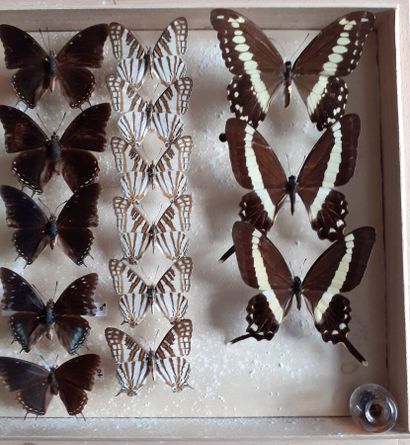 Boîte entomologique vitrée comprenant 21...