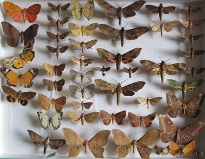 Large glass entomological box with more than...