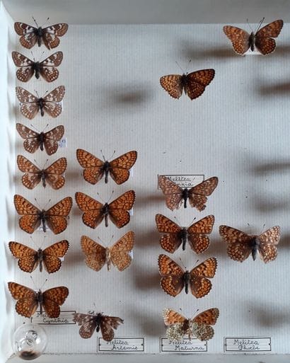 Entomological glass box containing 46 specimens...