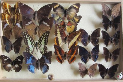 Boîte entomologique vitrée comprenant 21...