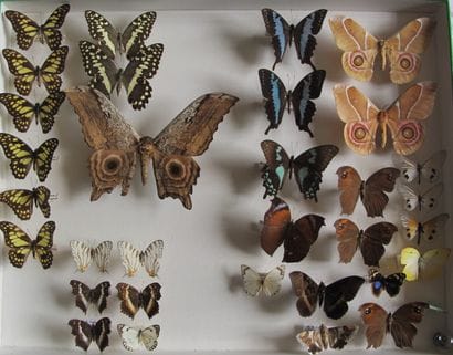 Grande boîte entomologique vitrée comprenant...